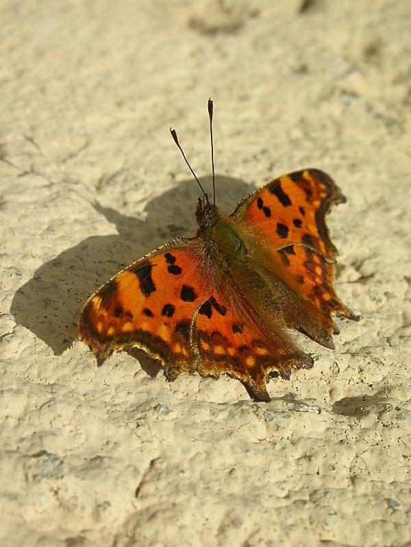 Polygonia c-album